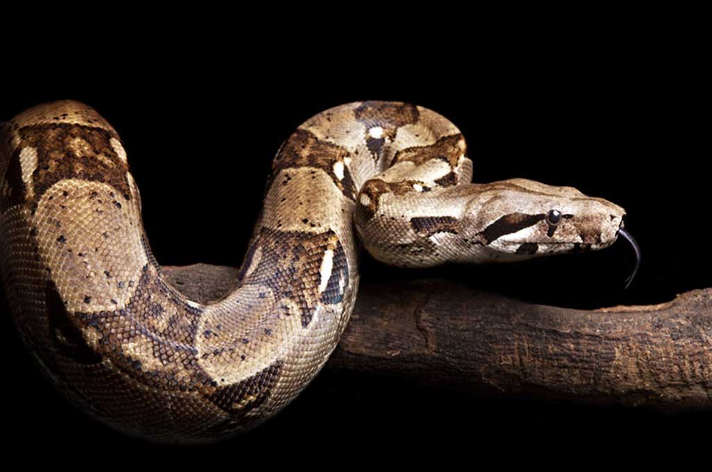 boa constrictor 1 1