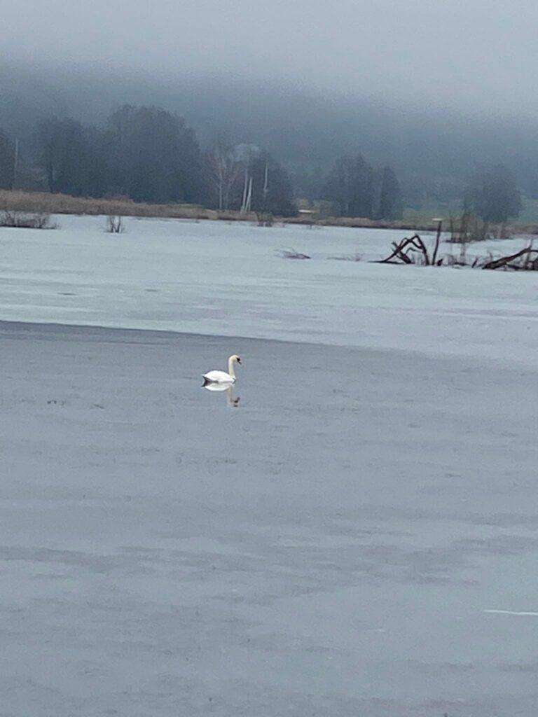 Ossiacher See News | Tierischer Einsatz für die FF Steindorf