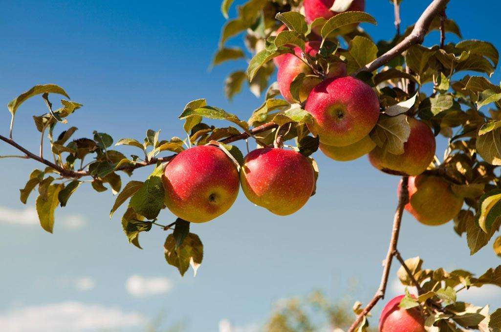 obstbaum