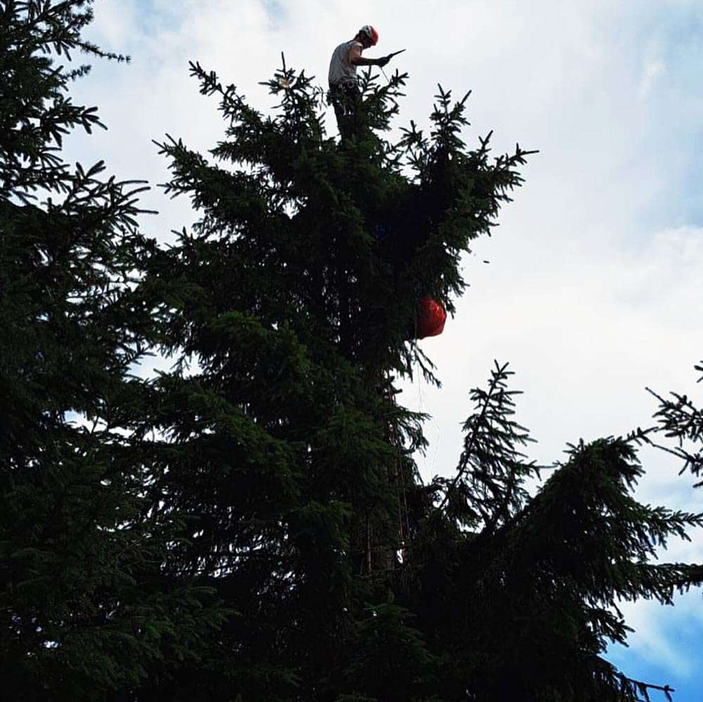 Ossiacher See News | Paragleiter auf der Gerlitzen aus einem Baum gerettet